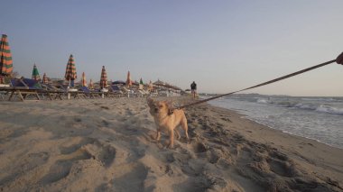 Gündüz kumsalda oynarken dantel köpek