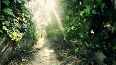 Ormandaki eski ahşap evleriyle plaj Kamping mahalle dar yeşillik pasajda POV yürüyüş