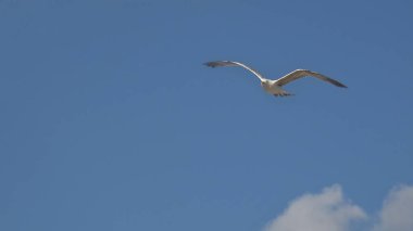 Mavi gökyüzü arka plan üzerinde uçan martı