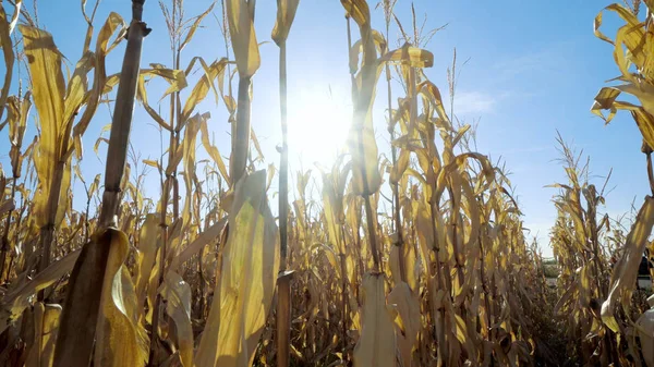 Sun over ripe corn field at summer season