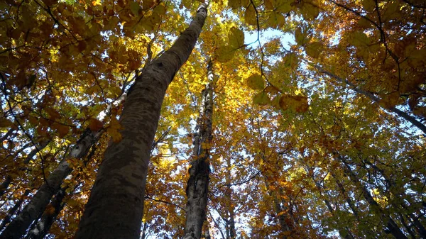 Admiring Autumn Forest Scenery Daytime — Stock Photo, Image