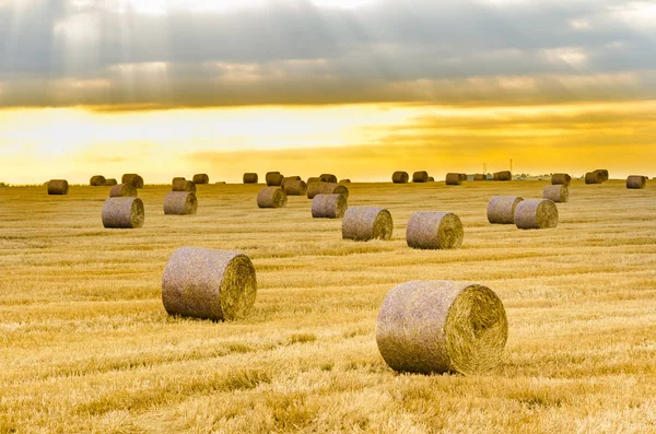 Hay Bales Field Harvest Sunrise Golden Hour Sun — Stock Photo, Image