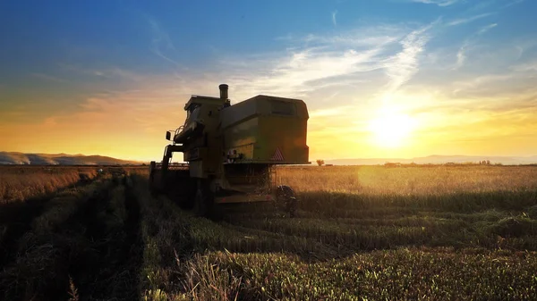 Combine harvester working in field on sunset background