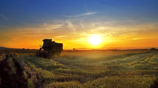 Combine Harvester Trabalhando Campo Fundo Por Sol — Fotografia de Stock