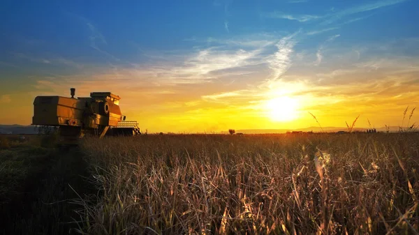 Combine harvester working in field on sunset background