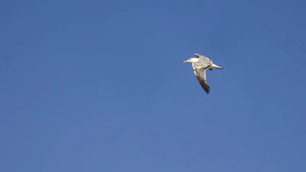 Gaviota Volando Sobre Fondo Azul Del Cielo —  Fotos de Stock