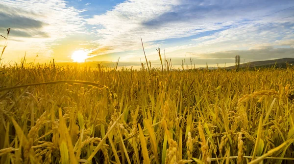 Arkaplanda Sarı Buğday Tarlalarının Olgunlaşan Kulakları Gün Batımı Bulutlu Turuncu — Stok fotoğraf
