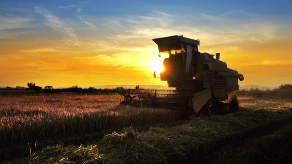 Maaimachine Werkt Veld Zonsondergang Achtergrond Combineren — Stockfoto