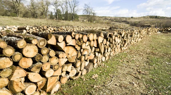 Kiefernstämme Wald Brennholz Als Erneuerbare Energiequelle — Stockfoto