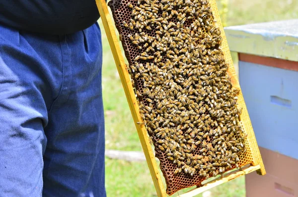 Beekeeper Men Checkup Bees Fresh Honey Comb — Stock Photo, Image