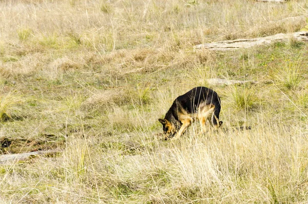 German Shepherd Police Dog Search Hidden Dangerous Object Dry Grass — Stock Photo, Image