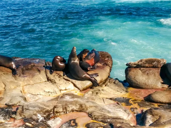 Elephant Seals Colony Rocks Santa Monica California — Stock Photo, Image