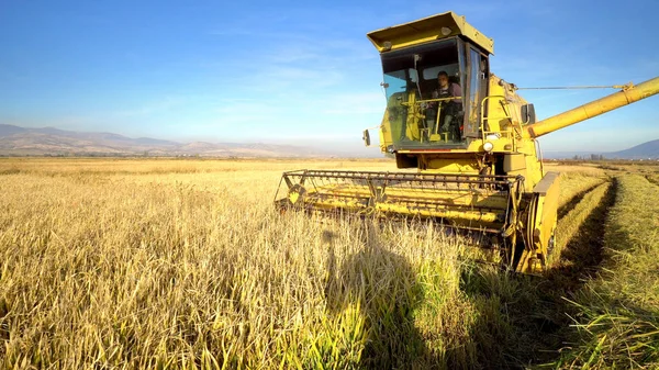 小麦收获采煤机联合收割机秋收的稻谷和小麦的字段 — 图库照片