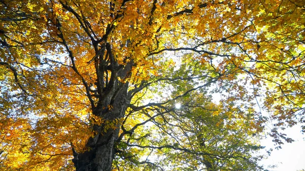 Bewundern Der Herbstlichen Waldkulisse Bei Tag — Stockfoto