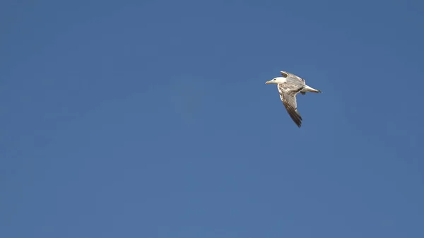 Gaivota Voando Fundo Céu Azul — Fotografia de Stock