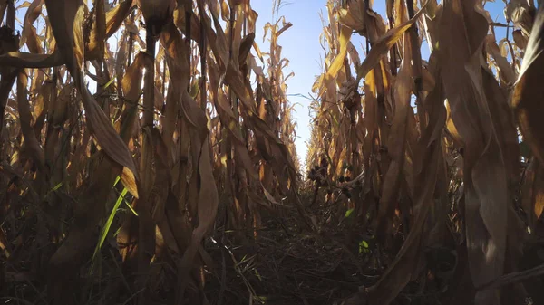 Suché Kukuřice Pole Plantáže Zemědělské Sezóně — Stock fotografie
