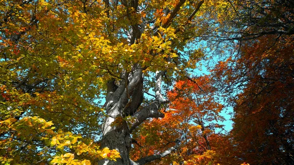 Bosque Denso Árboles Jóvenes Otoño — Foto de Stock