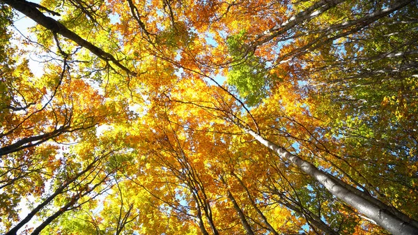 白天欣赏秋森林风光 — 图库照片