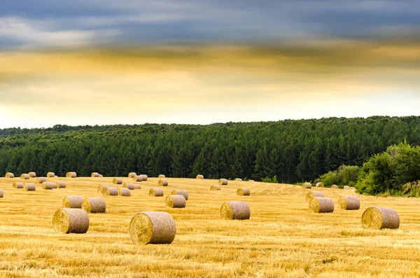 Balle Fieno Sul Campo Dopo Raccolto — Foto Stock