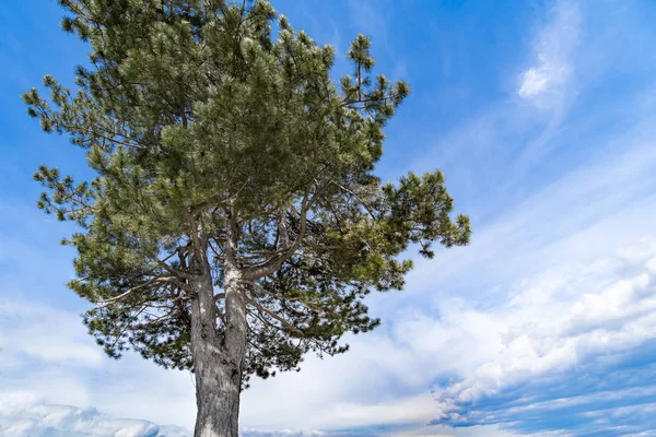 Frühlingsbaum Gegen Blauen Himmel — Stockfoto