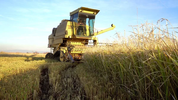 Riz Moissonneuses Batteuses Combiner Récolte Automne Des Rizières Des Champs — Photo