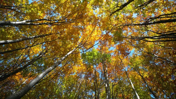 Skog Hösten Träd Skogen Solen Skiner Genom Naturen Tree Sbeginning — Stockfoto