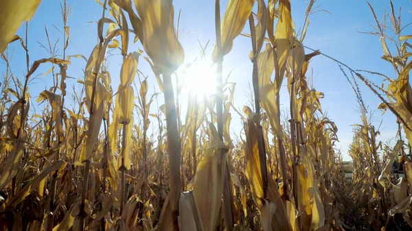 Sun over ripe corn field at summer season