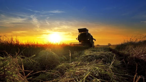 Combine harvester working in field on sunset background