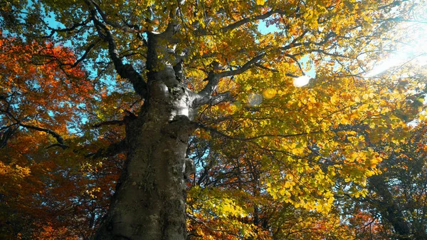 Árbol Colorido Otoñal Con Sol Del Amanecer Que Brilla Fondo — Foto de Stock