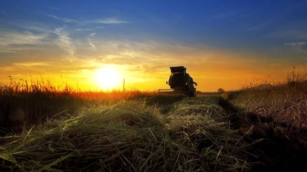 View Combine Harvester Gathering Wheat Crop Sunset Background — Stock Photo, Image