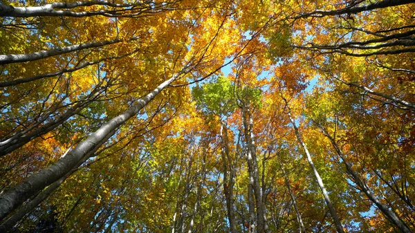 Bewundern Der Herbstlichen Waldkulisse Bei Tag — Stockfoto