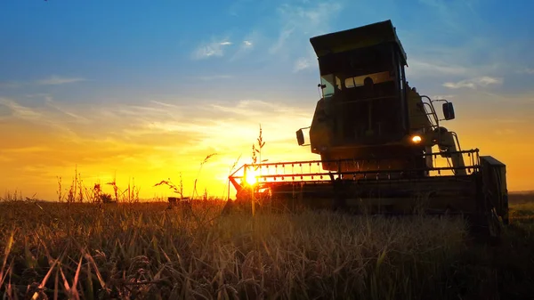 Combine harvester working in field on sunset background