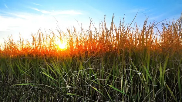 夕日を背景に麦の穂 — ストック写真