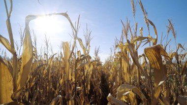 Olgun Mısır alanın üzerinde güneşe yaz sezonu