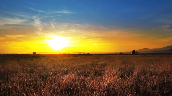 Weizenähren Bei Sonnenuntergang Mit Mähdrescher Hintergrund — Stockfoto