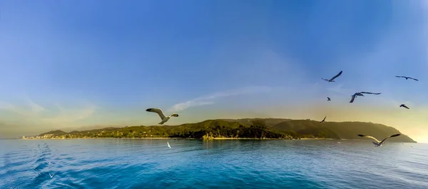 Möwen Fliegen Der Nähe Des Berges Athos Griechenland — Stockfoto