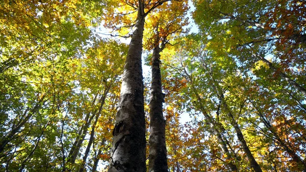 Admiring Autumn Forest Scenery Daytime — Stock Photo, Image