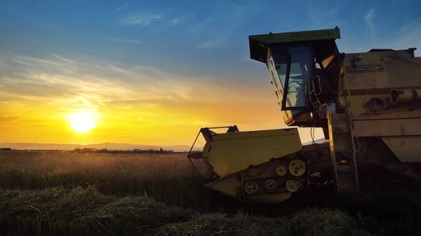 Combine Harvester Trabalhando Campo Fundo Por Sol — Fotografia de Stock