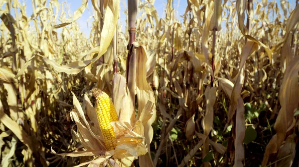 Hand harvesting a corn on the stalk in the corn field