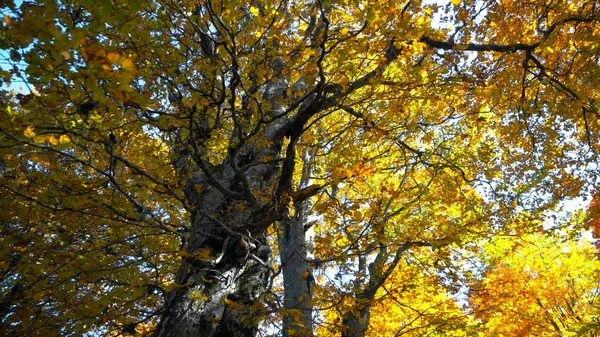 Admirar Paisaje Del Bosque Otoñal Durante Día — Foto de Stock