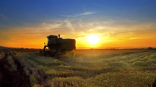 Weergave Van Combineren Harvester Verzamelen Van Tarwe Oogst Zonsondergang Achtergrond — Stockfoto