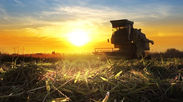 Combine harvester working in field on sunset background