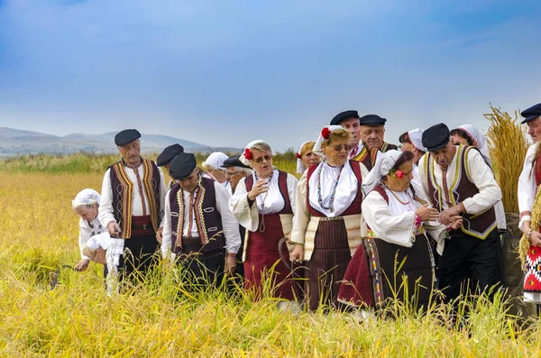 Kochani 马其顿 2015年6月 人们穿着传统的衣服在人工水稻收获表现在晴朗的一天 — 图库照片