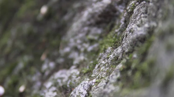 Selektivní Zaměření Shluku Zeleného Mechu Pokrývajícího Skálu Lese — Stock fotografie