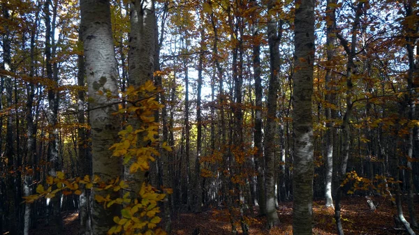 Tät Hösten Unga Träd Skog — Stockfoto