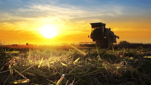 Combine harvester working in field on sunset background