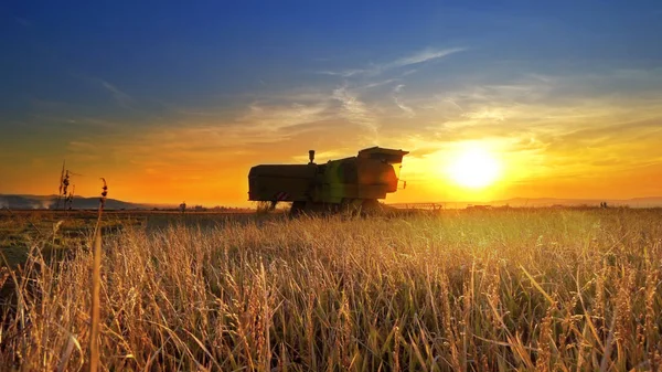 Combine Trator Colheita Campo Fundo Por Sol — Fotografia de Stock