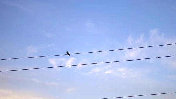 Single Flycatcher Muscicapa Striata Bird Electrical Wire Blue Sky Sunrise — Stock Photo, Image