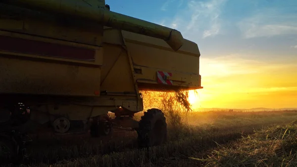 Combine harvester working in field on sunset background