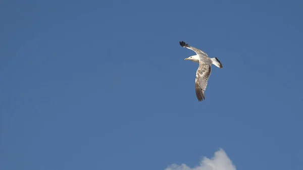 Mouette Volant Sur Fond Ciel Bleu — Photo